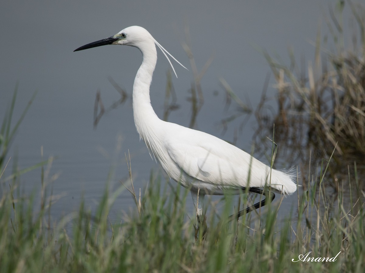 Little Egret - Anand Singh