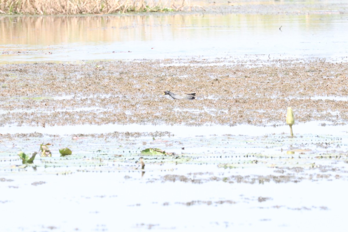 Black Crake - Nyreen Roberts