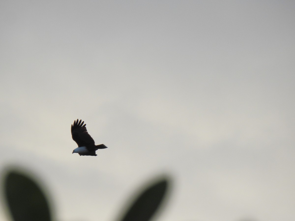 Brahminy Kite - Monica Mesch