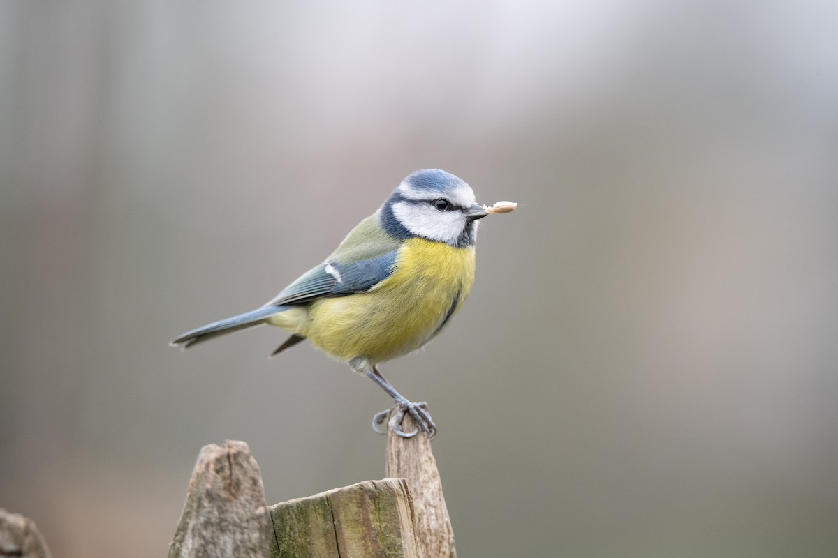 Eurasian Blue Tit - Guido Van den Troost