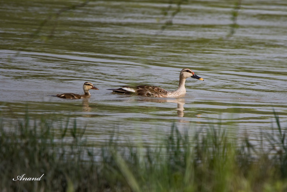 Indian Spot-billed Duck - Anand Singh