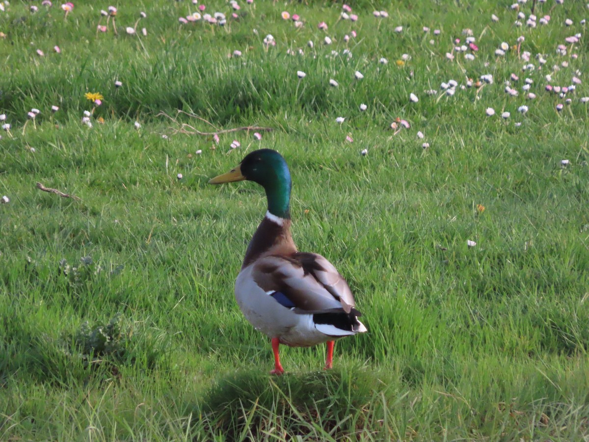 Mallard - Nacho García Gómez