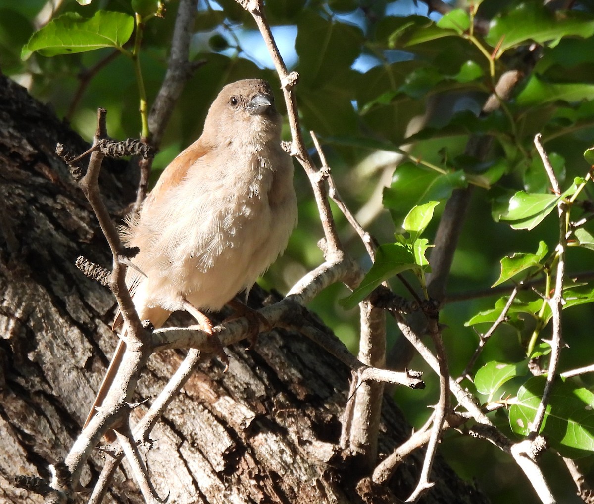 Southern Gray-headed Sparrow - Hubert Söhner