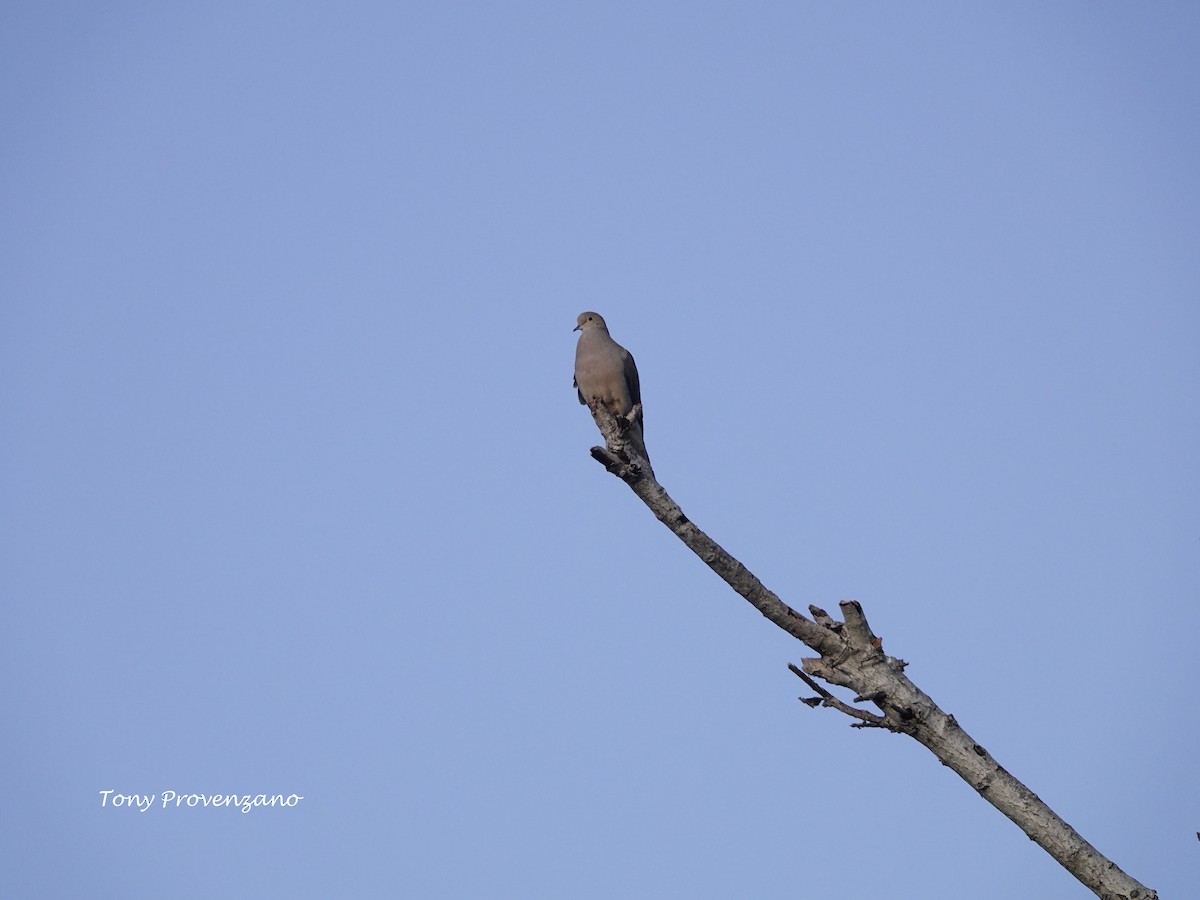 Mourning Dove - Tony Provenzano