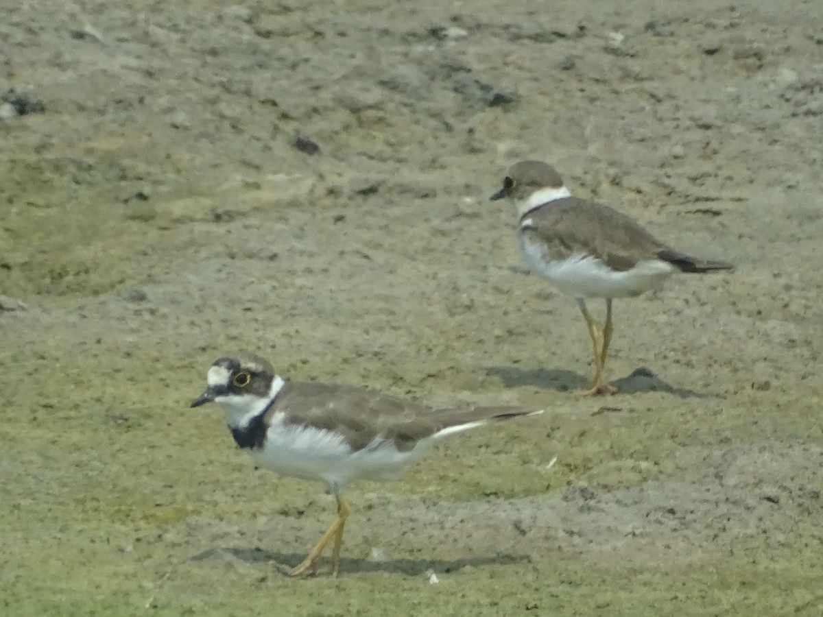 Little Ringed Plover - Sri Srikumar