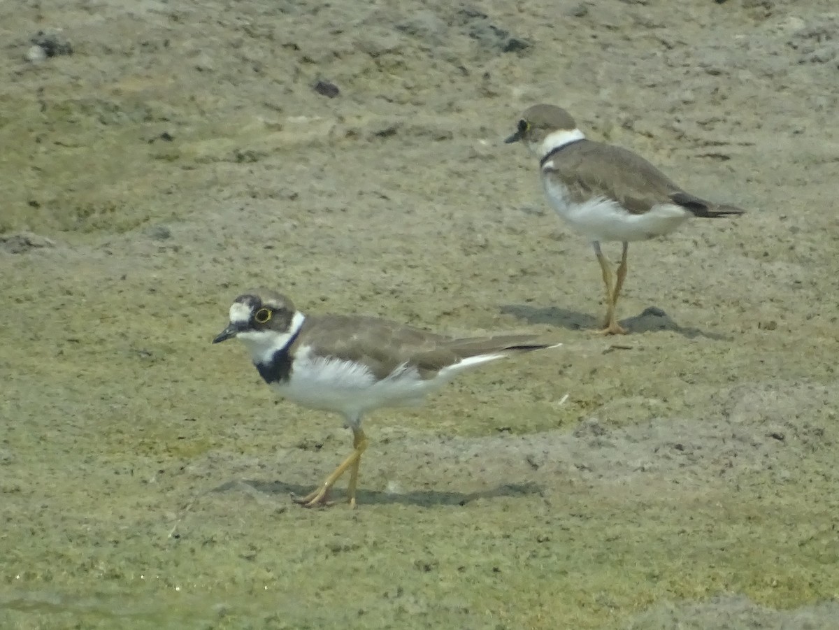 Little Ringed Plover - Sri Srikumar