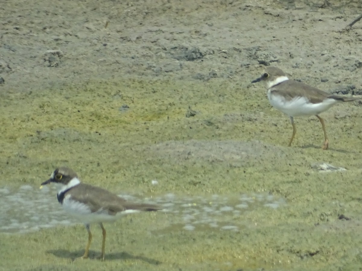 Little Ringed Plover - Sri Srikumar