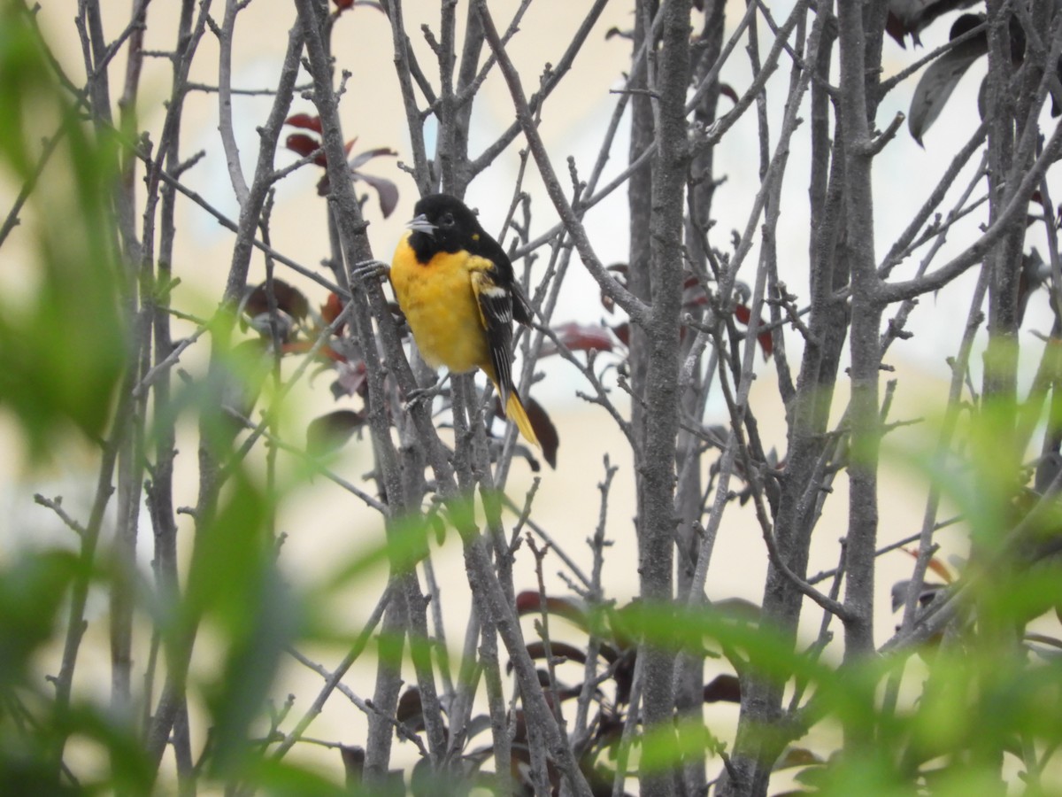 Baltimore Oriole - Edgardo Orozco Díaz