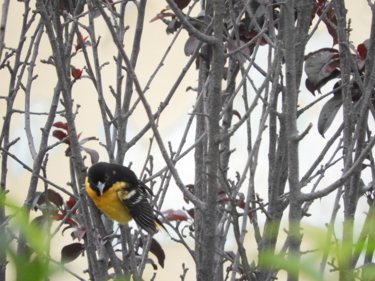 Baltimore Oriole - Edgardo Orozco Díaz