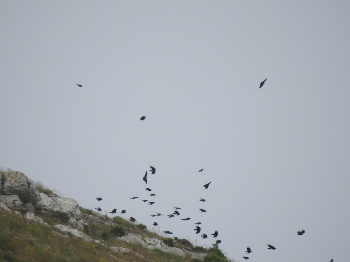 Red-billed Chough - João Tiago Ribeiro