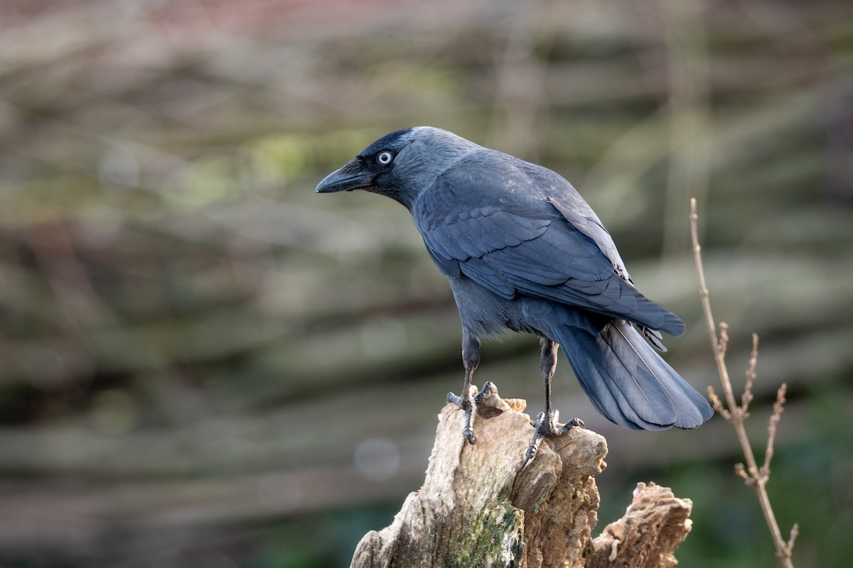 Eurasian Jackdaw - Guido Van den Troost