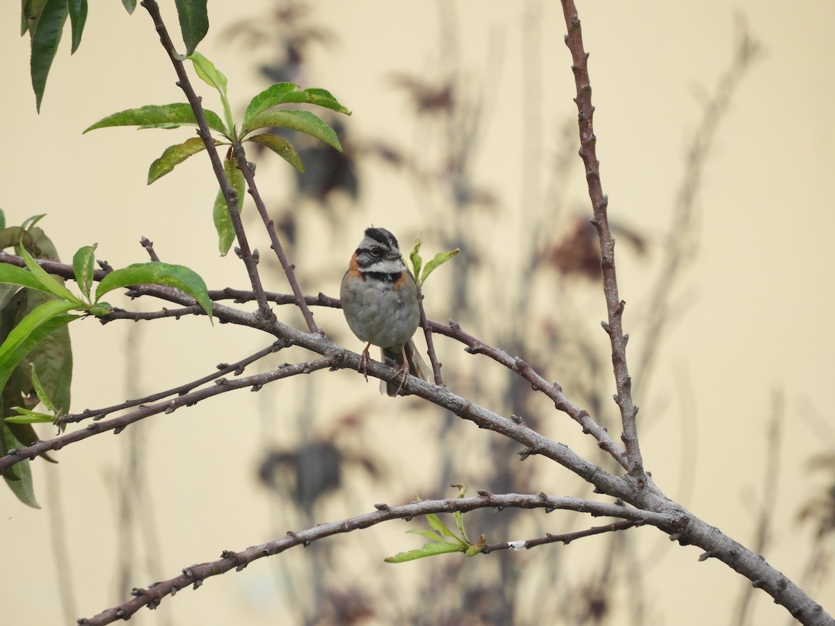 Rufous-collared Sparrow - Edgardo Orozco Díaz