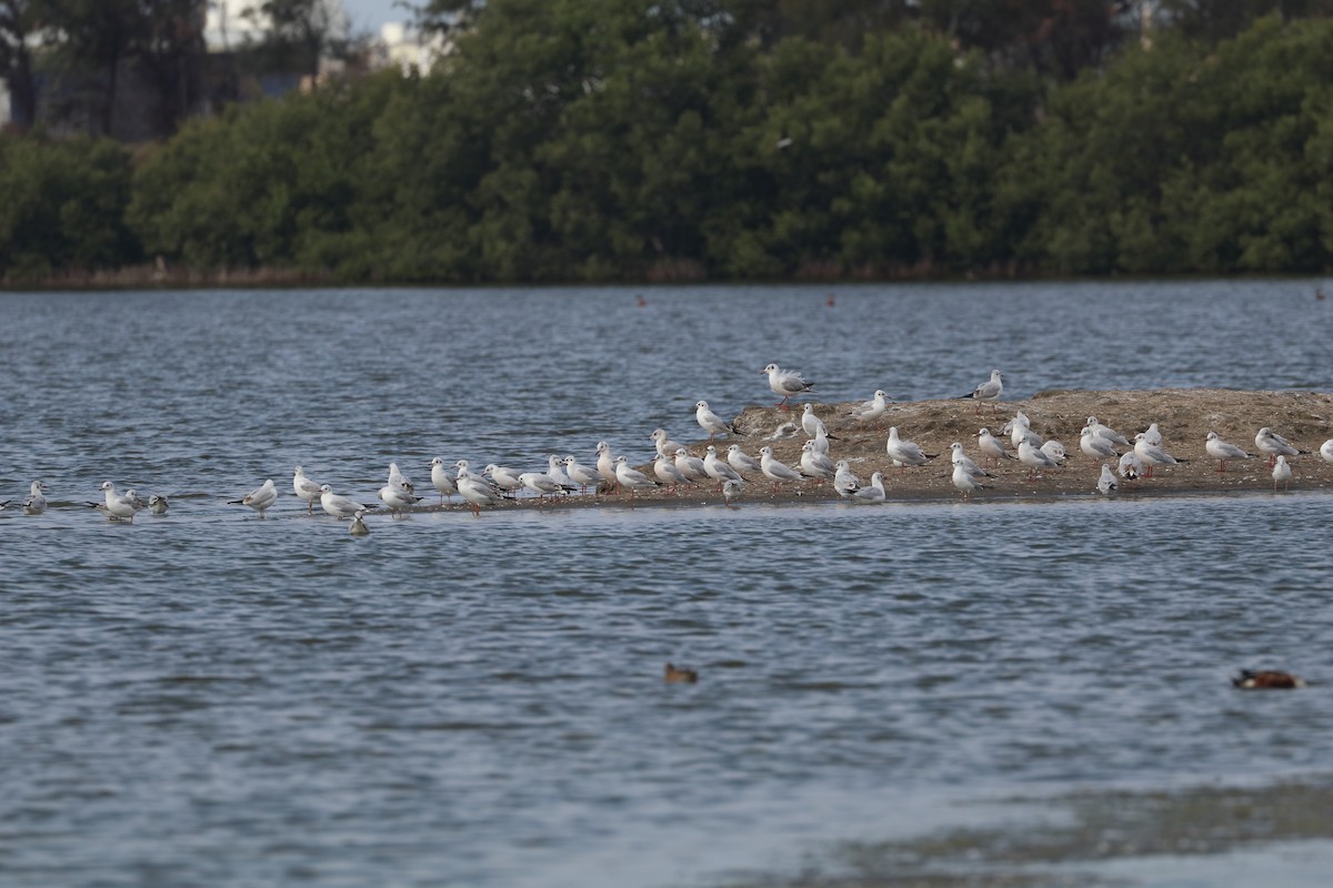 Gaviota Cana - ML618950908