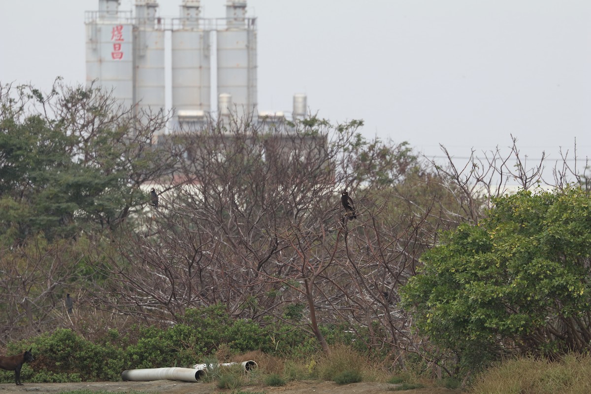 Greater Spotted Eagle - ML618950937