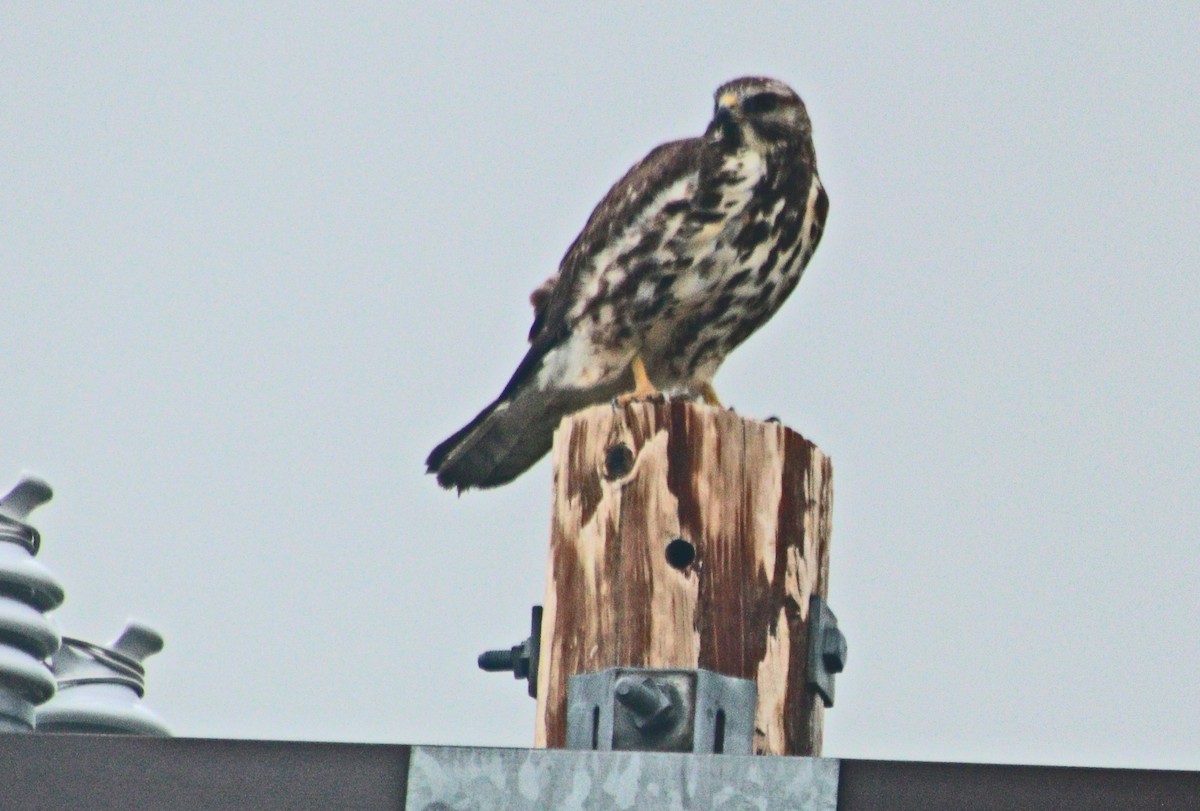 Swainson's Hawk - Pat Mulligan