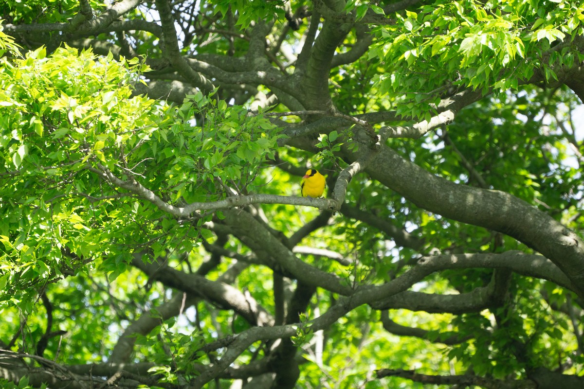 Black-naped Oriole (East Asian) - Minjun Kim