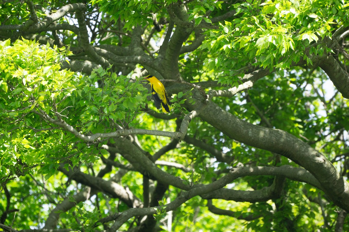 Black-naped Oriole (East Asian) - Minjun Kim