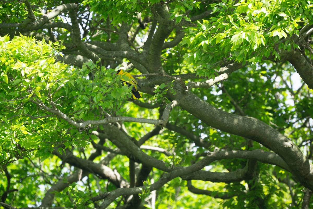 Black-naped Oriole (East Asian) - ML618950965