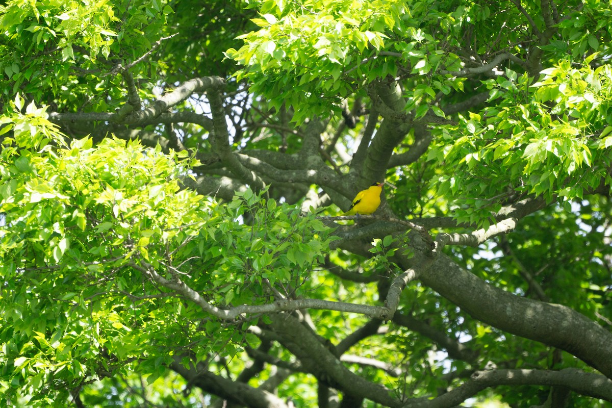 Black-naped Oriole (East Asian) - ML618950966