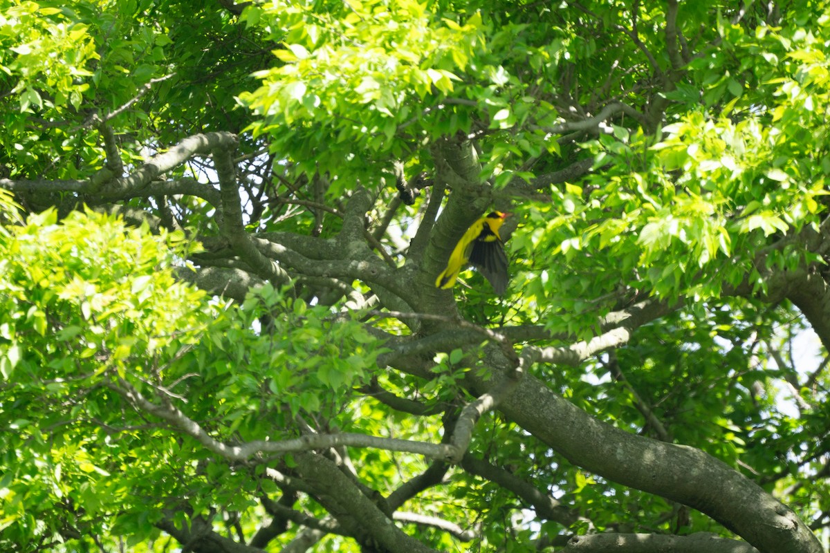 Black-naped Oriole (East Asian) - Minjun Kim