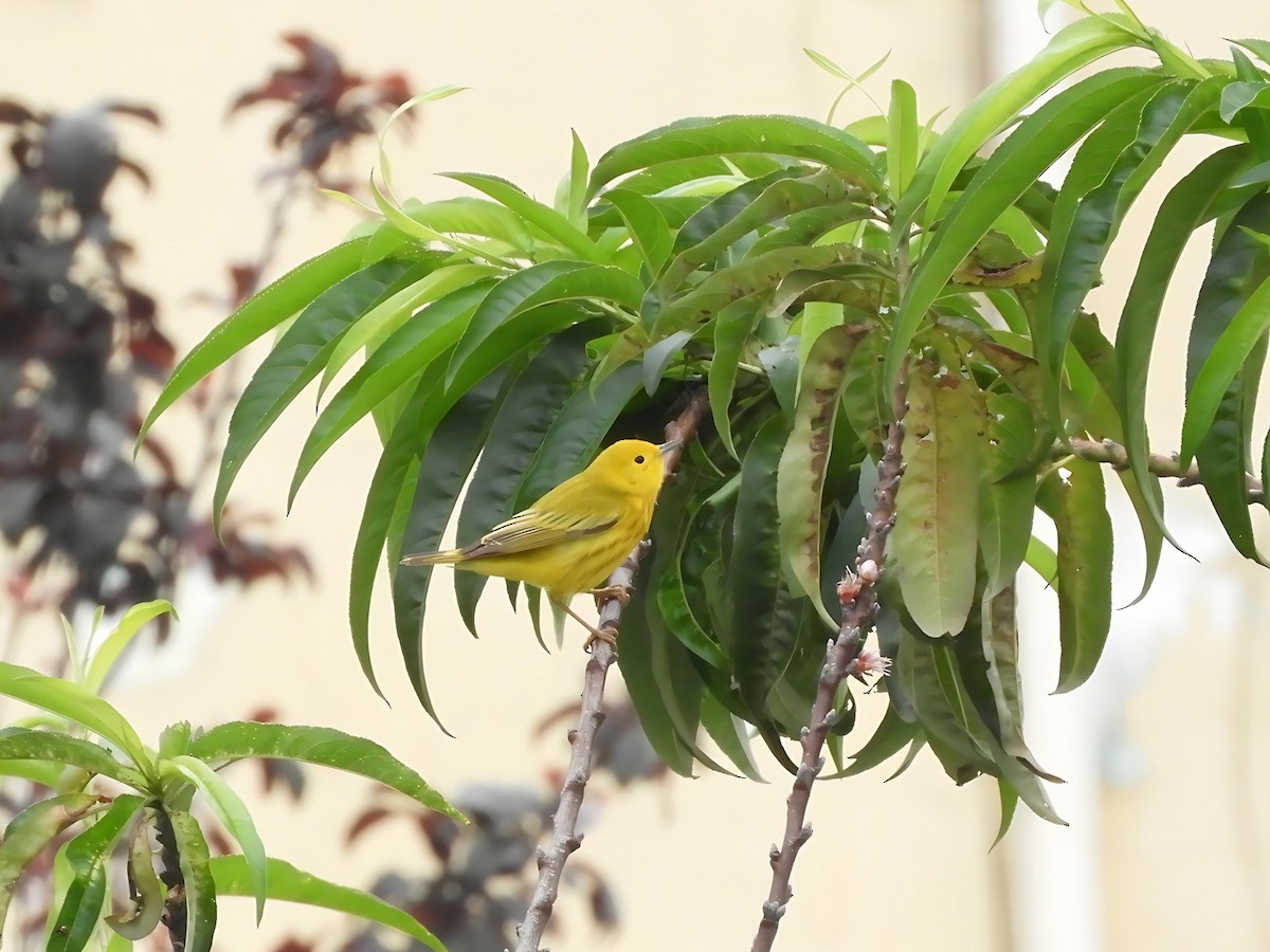 Yellow Warbler - ML618950970