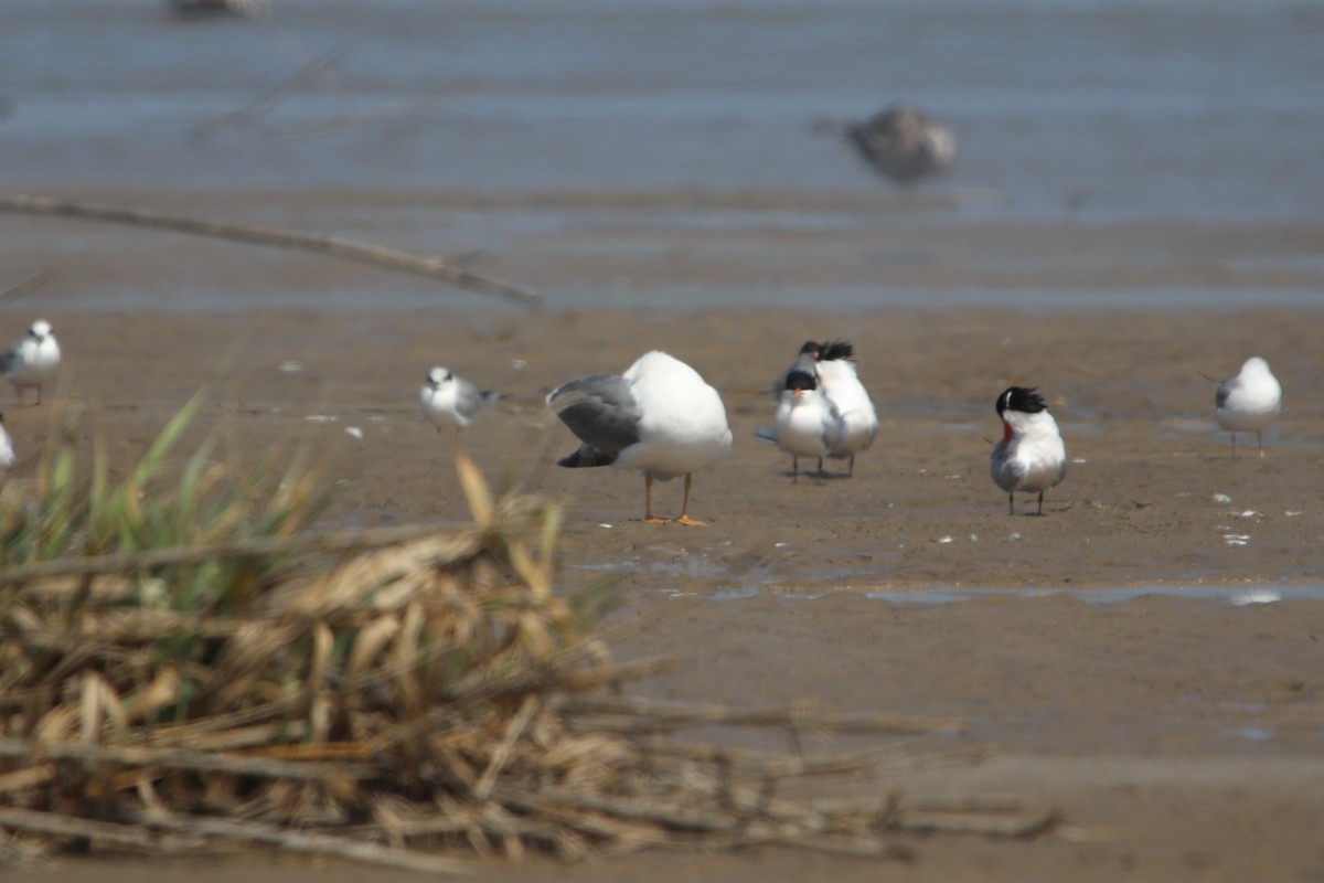 Gaviota (Larus) sp. - ML618950989