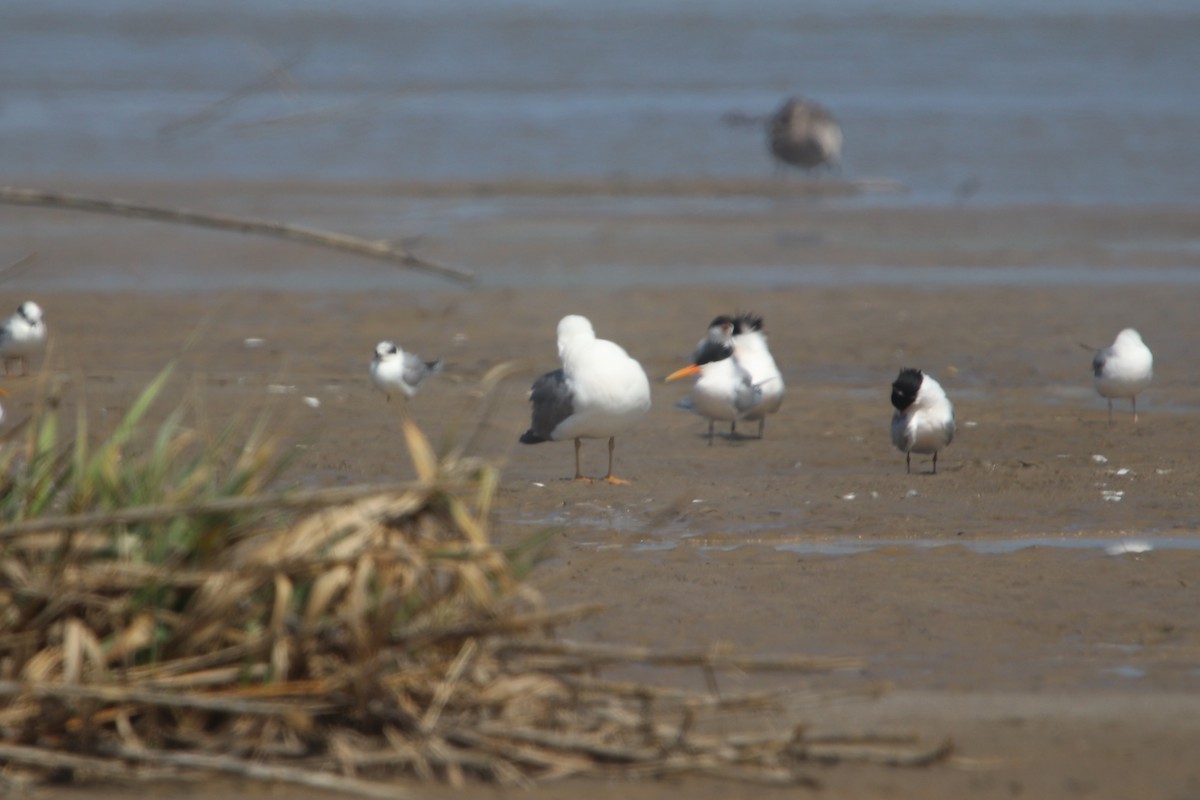 tanımsız Larus sp. - ML618950990