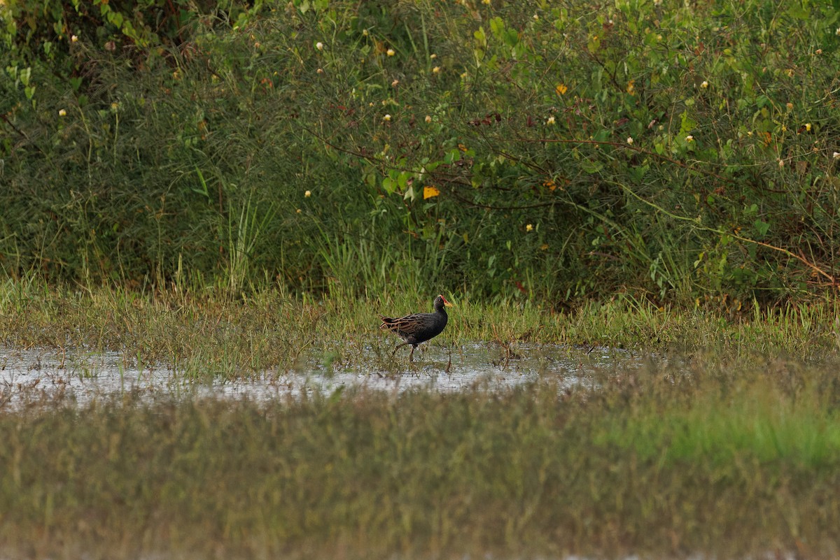 Watercock - ML618950994