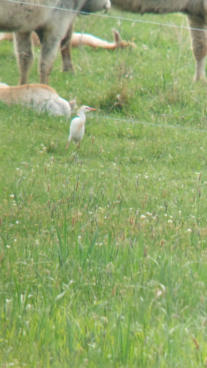 Western Cattle Egret - ML618951013