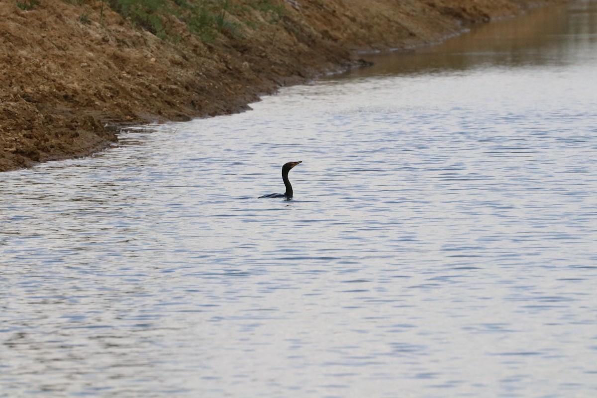 Long-tailed Cormorant - Nyreen Roberts