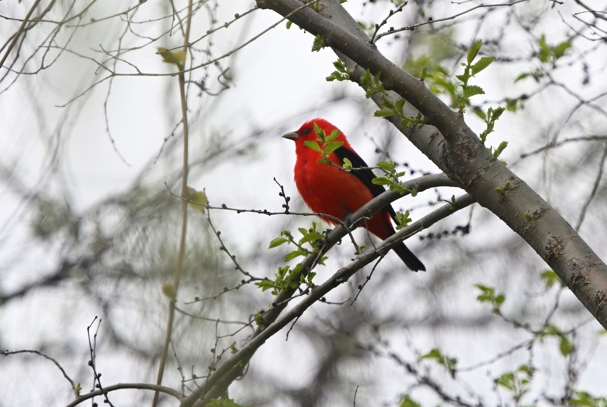 Scarlet Tanager - ML618951029
