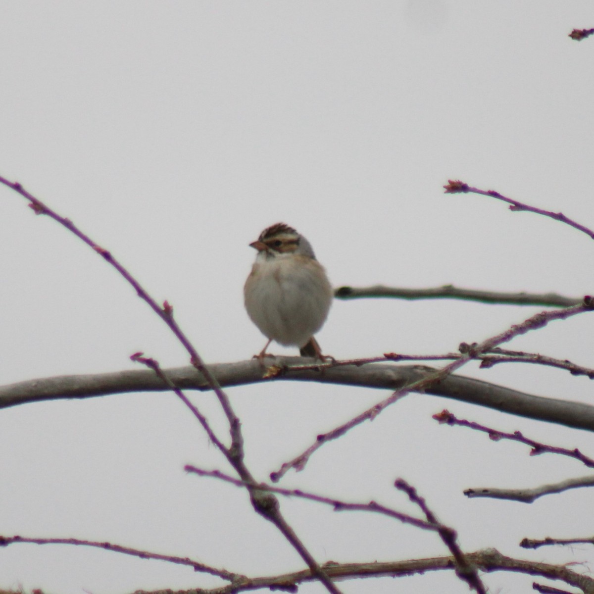 Clay-colored Sparrow - Nate Peterson