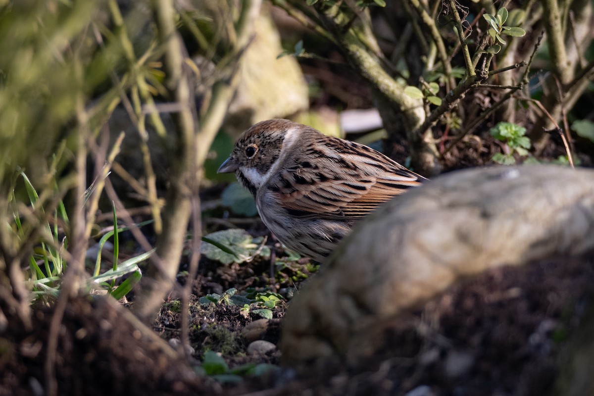 Reed Bunting - Guido Van den Troost