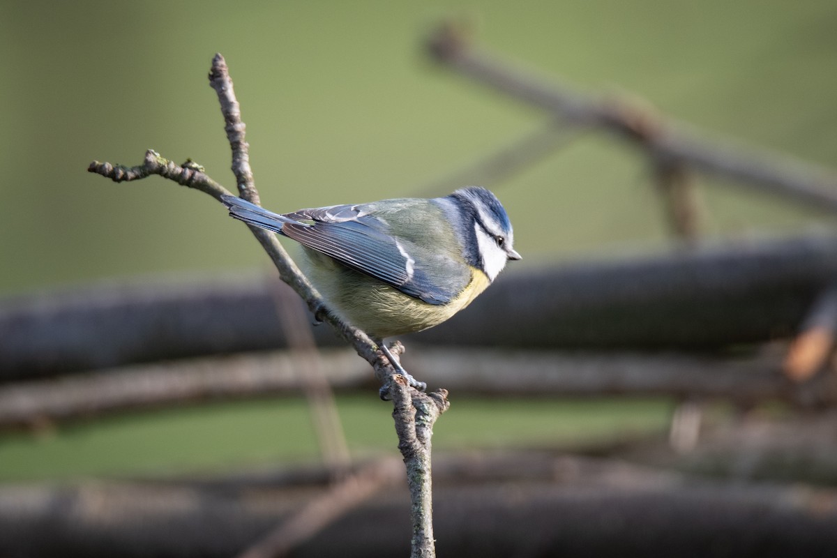 Eurasian Blue Tit - Guido Van den Troost