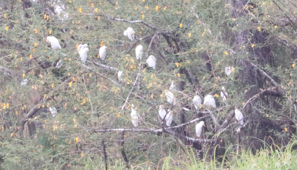 Western Cattle Egret - Nyreen Roberts