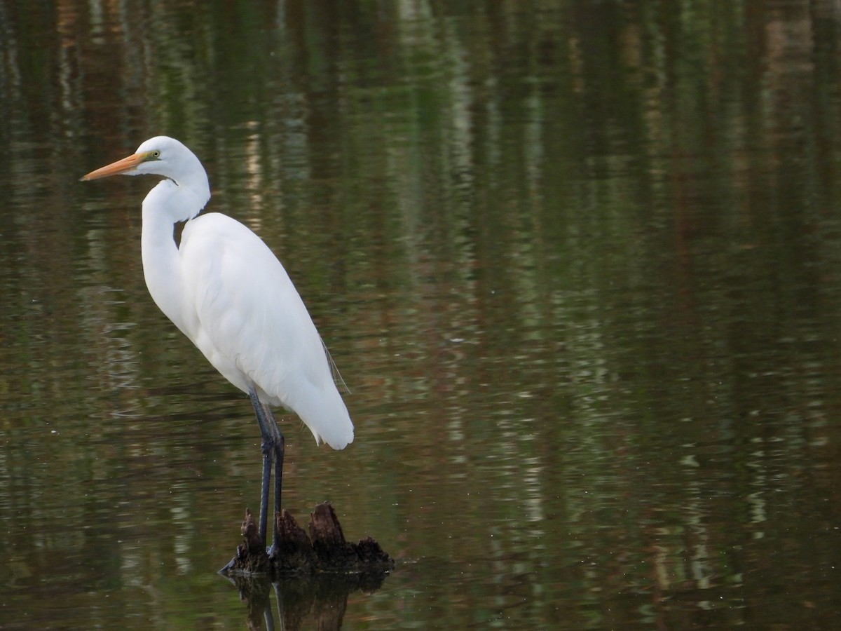 Great Egret - Joanne Thompson