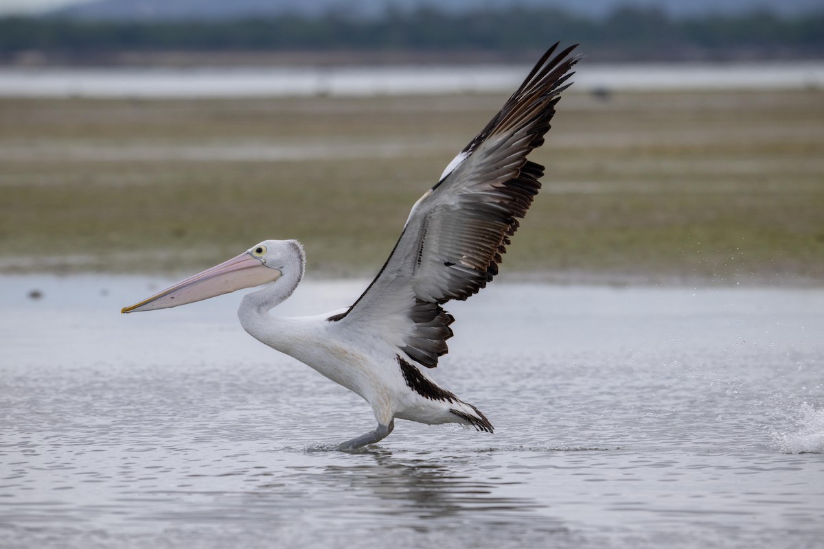 Australian Pelican - ML618951073