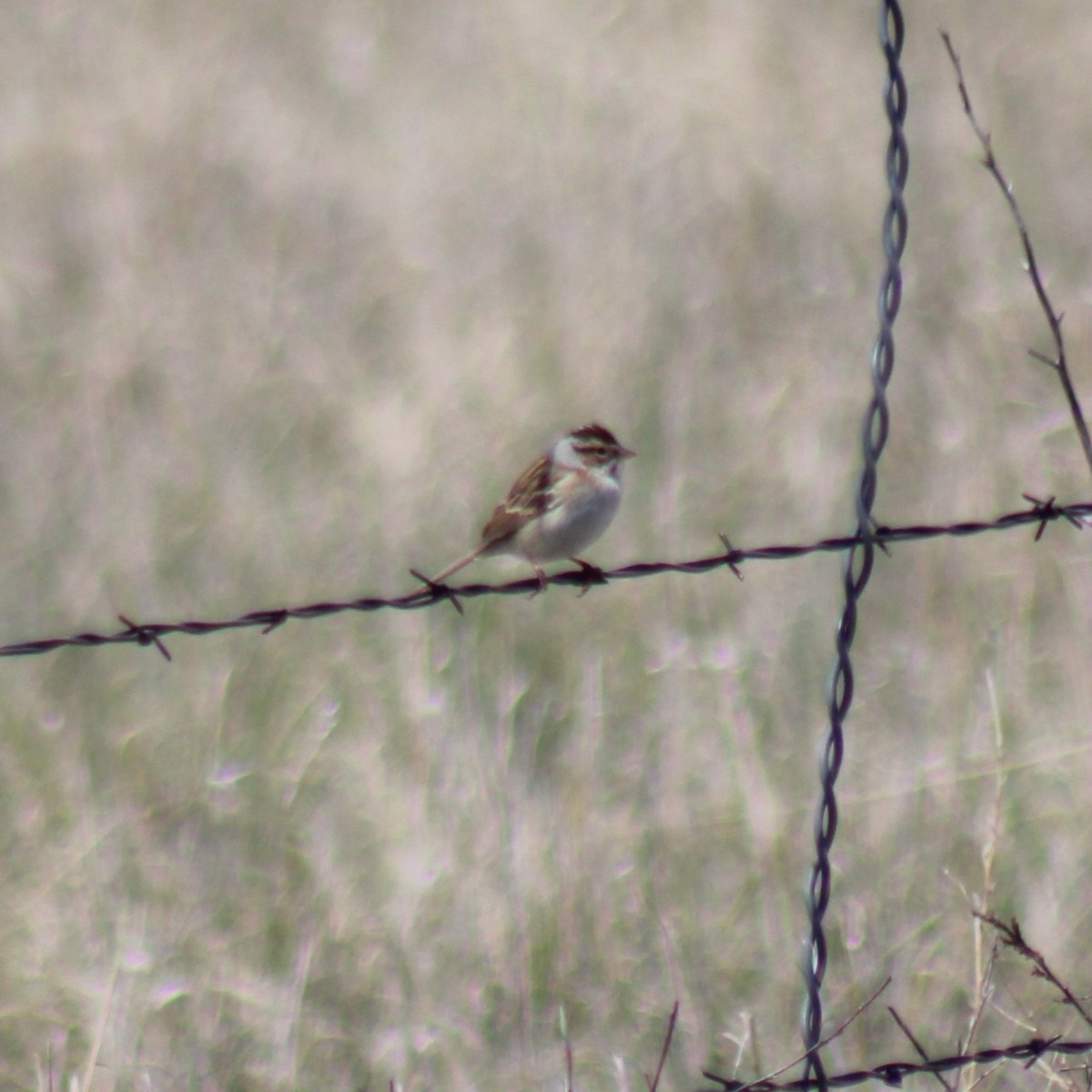 Clay-colored Sparrow - ML618951075
