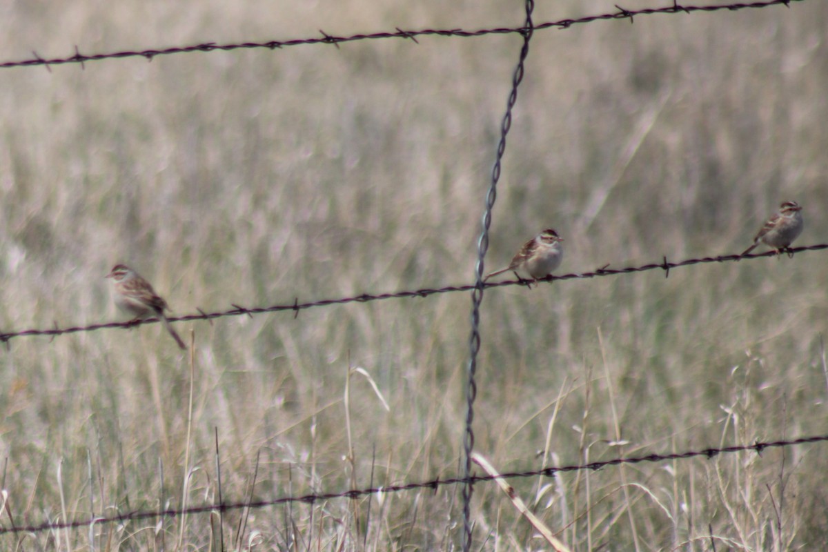Clay-colored Sparrow - ML618951076