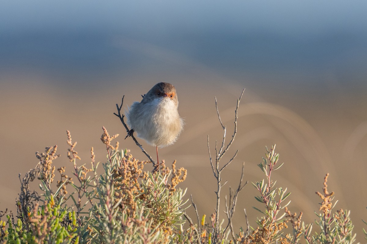 Superb Fairywren - Sue Allison