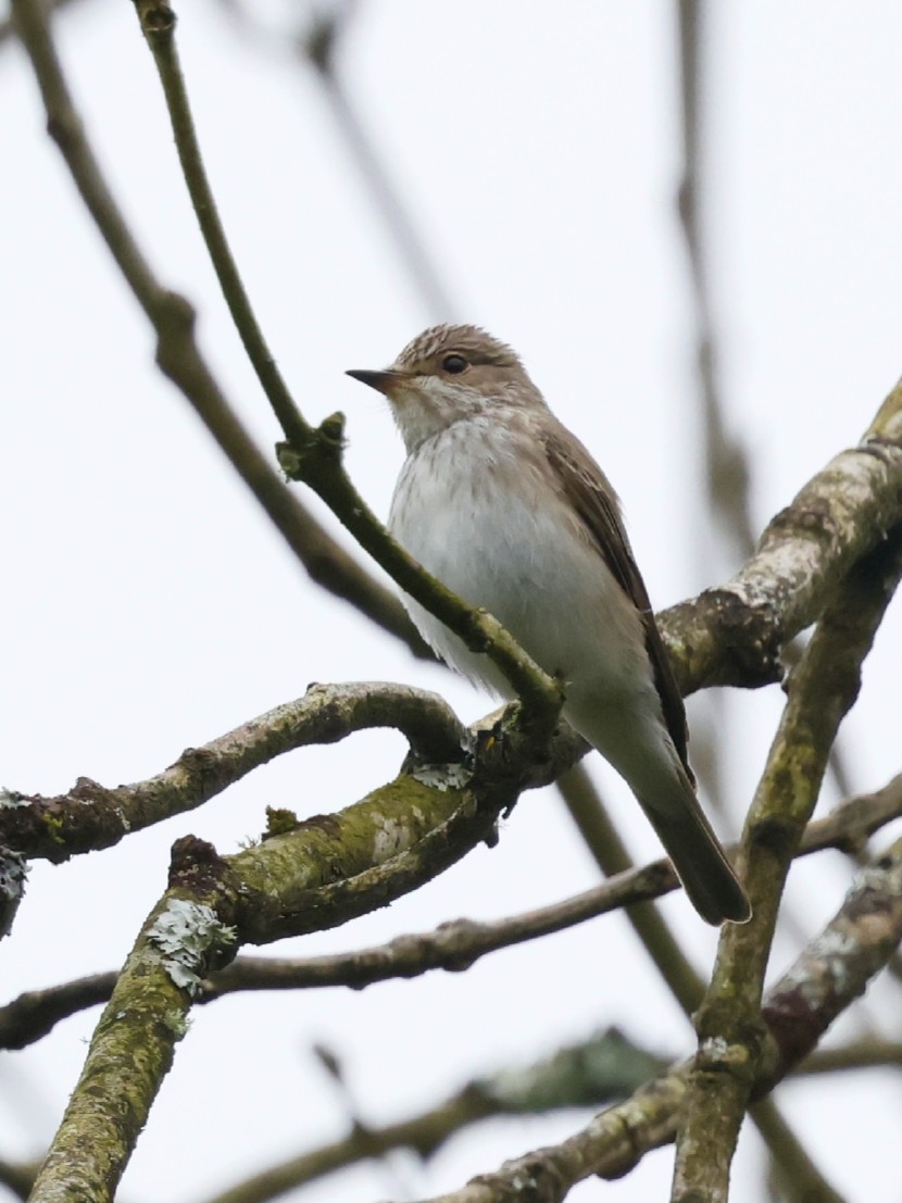 Spotted Flycatcher - ML618951094