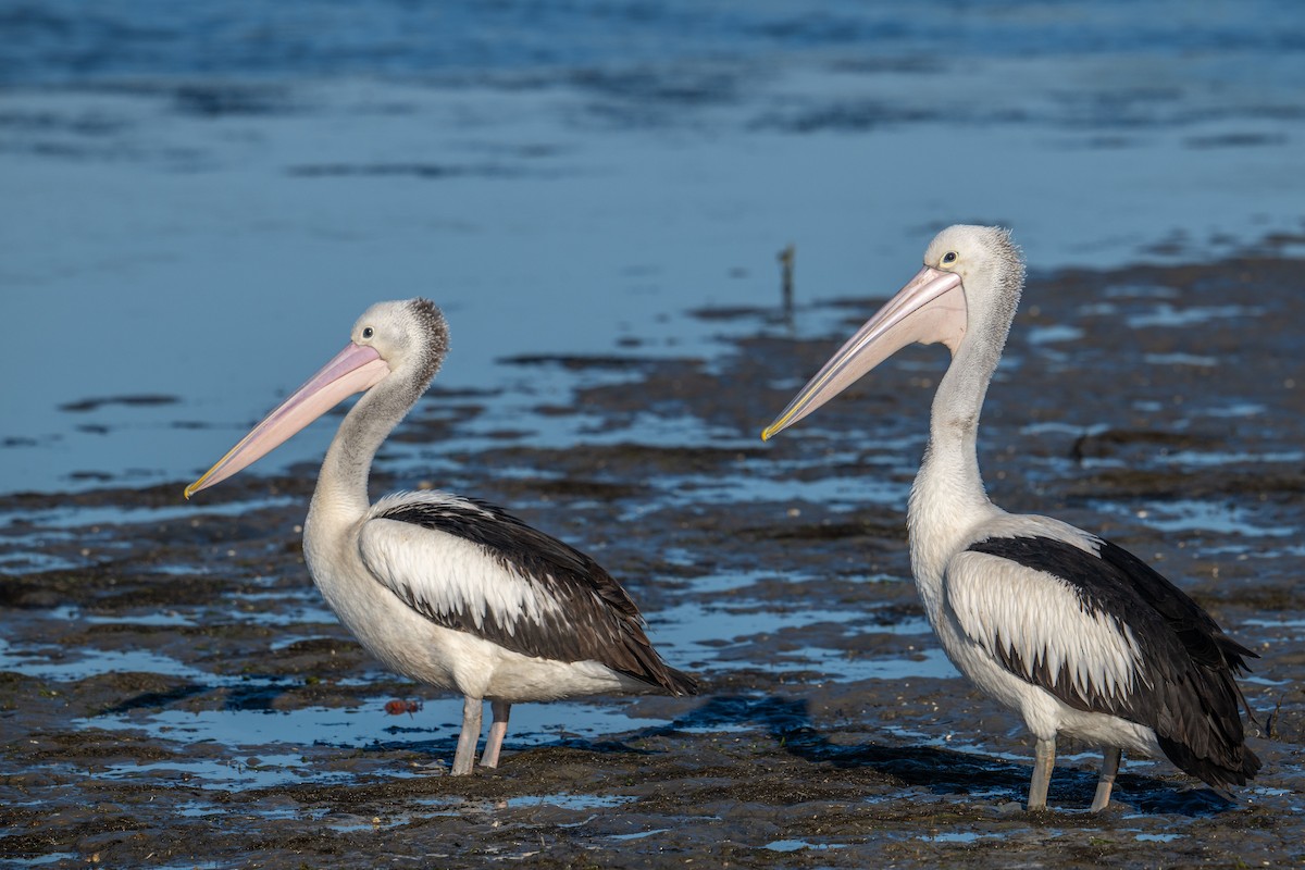 pelikán australský - ML618951108