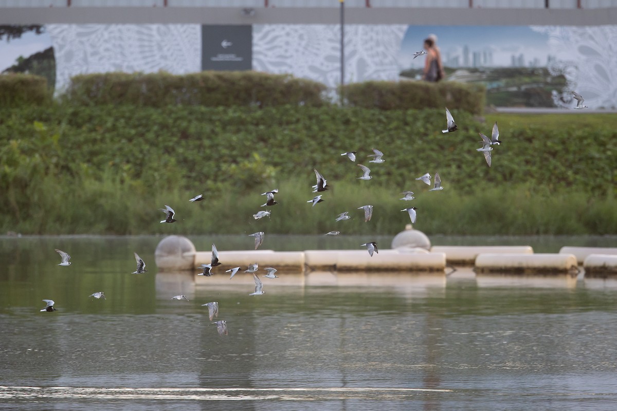 White-winged Tern - ML618951113