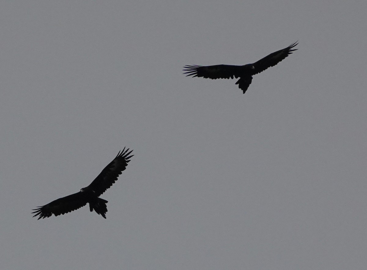 Wedge-tailed Eagle - Liz Noble