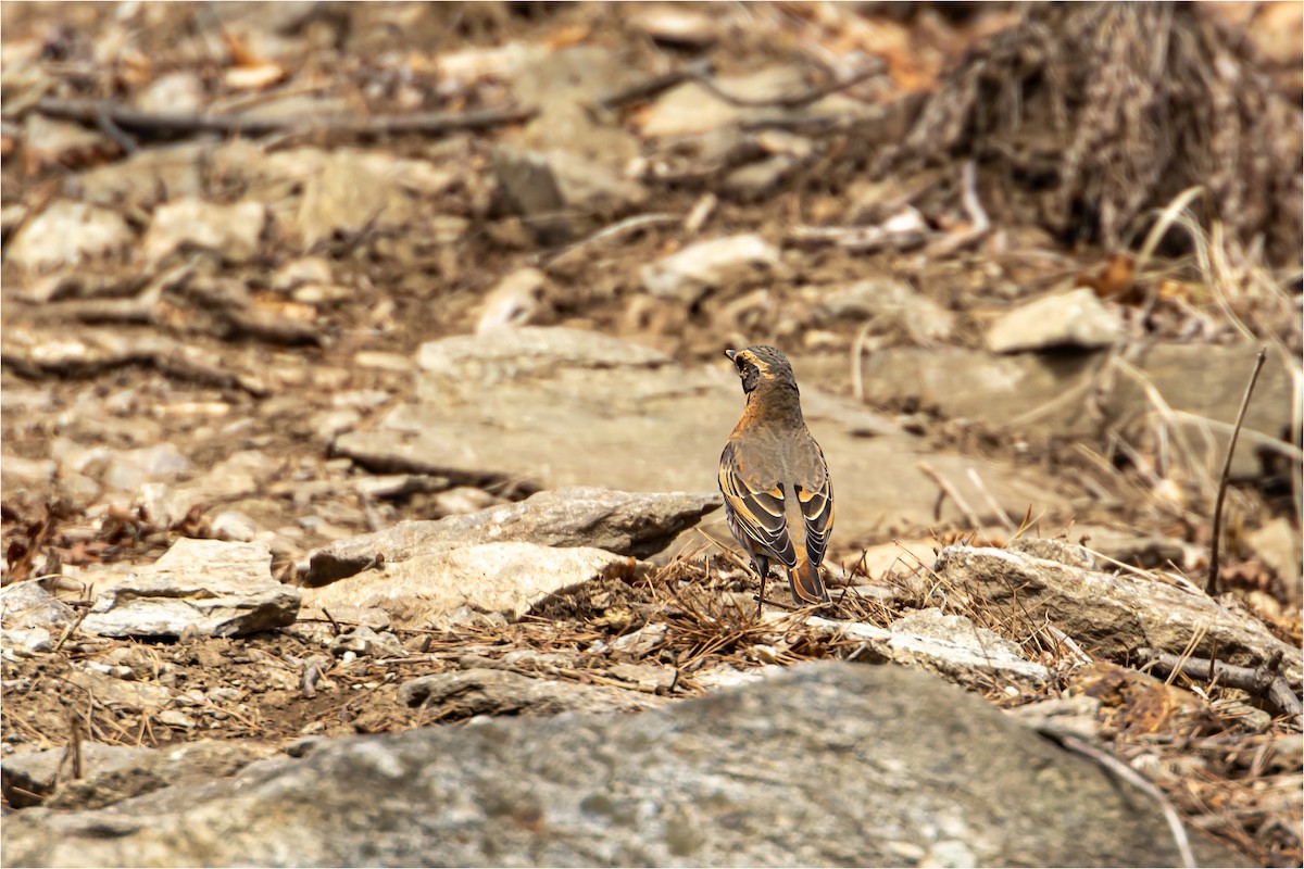 Naumann's Thrush - ML618951135