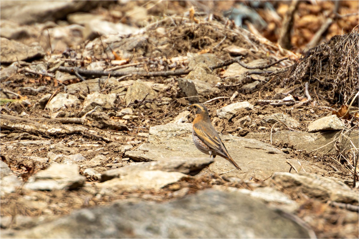 Naumann's Thrush - 대준 유