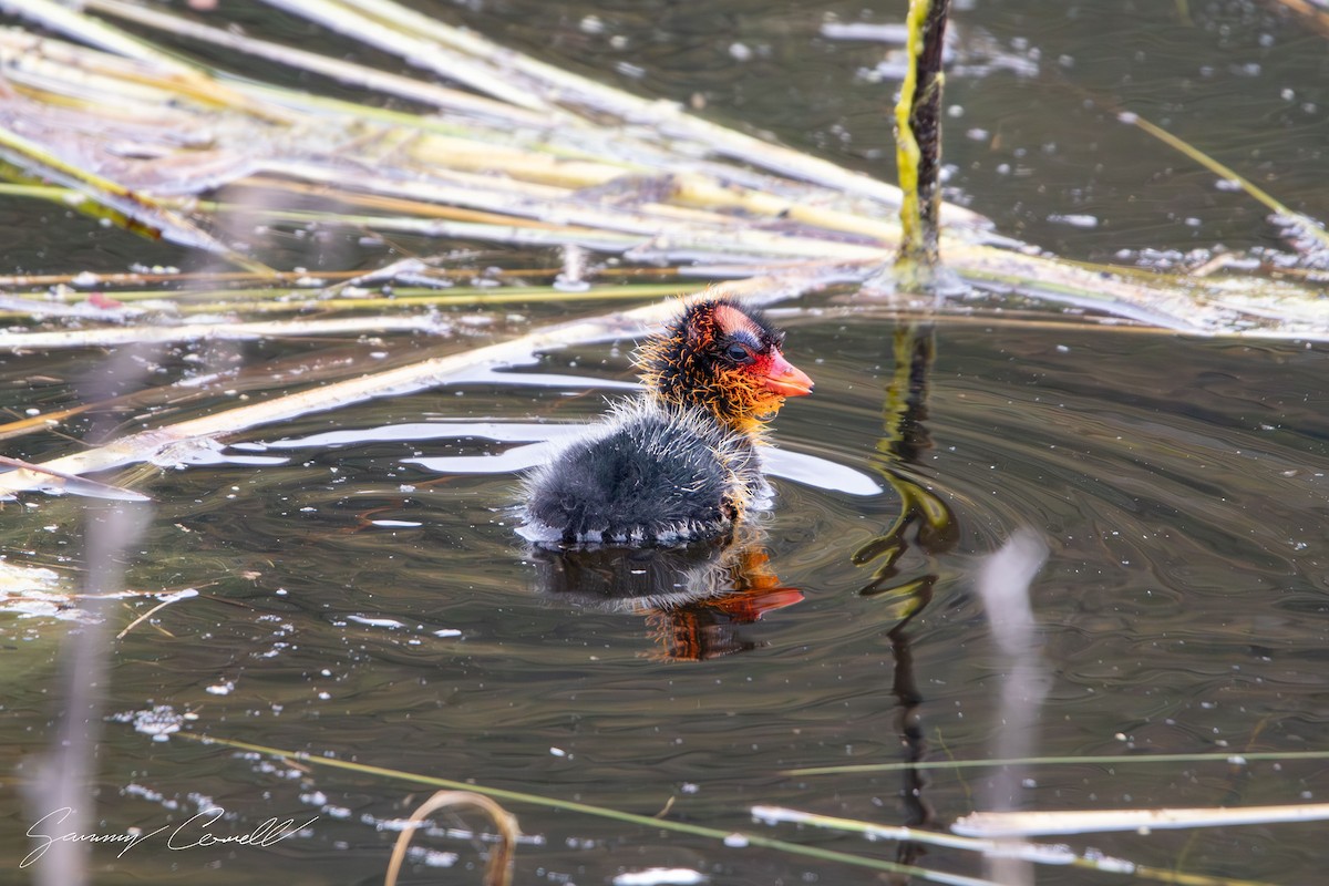 American Coot - ML618951139