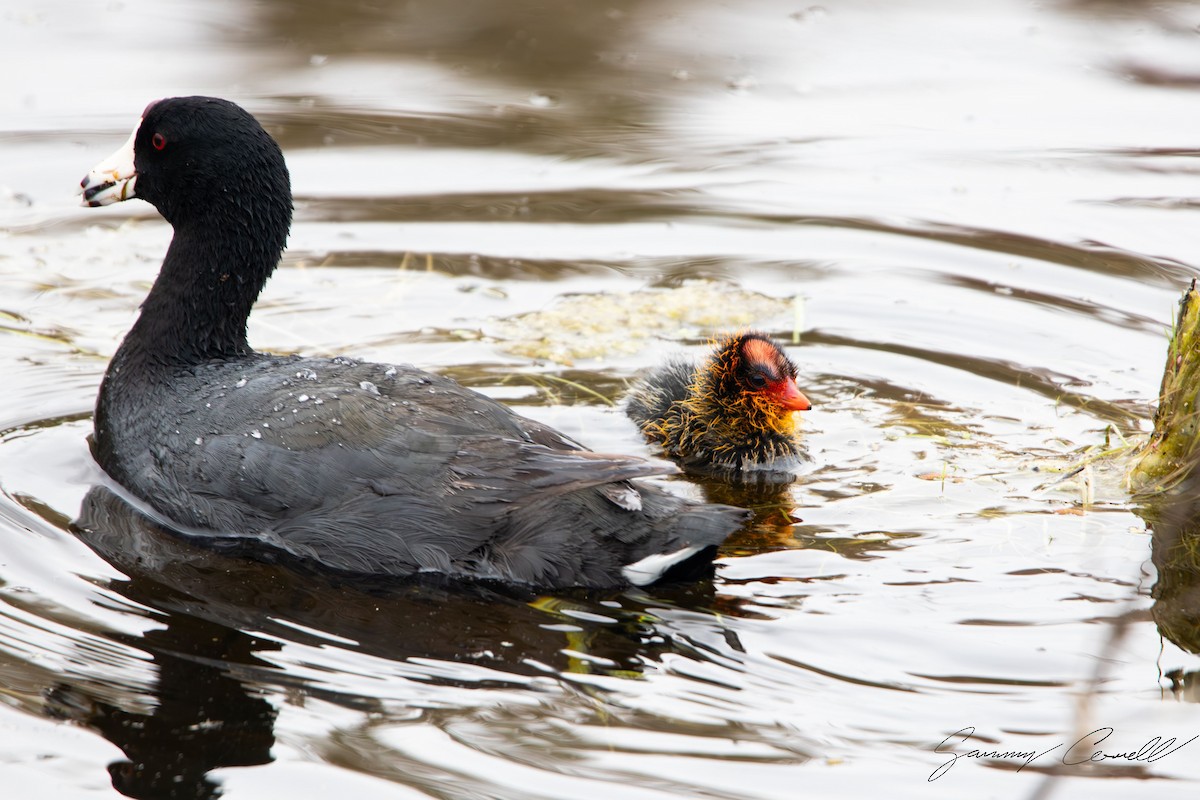 American Coot - Sammy Cowell