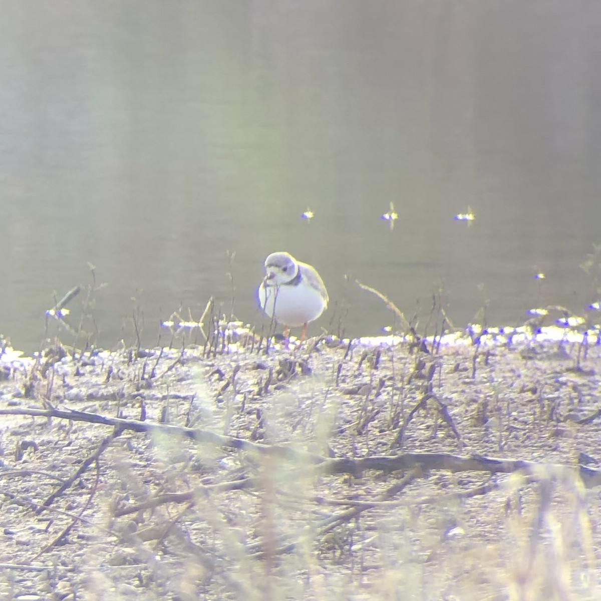Piping Plover - ML618951141