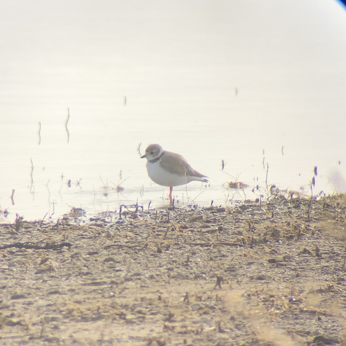 Piping Plover - ML618951142